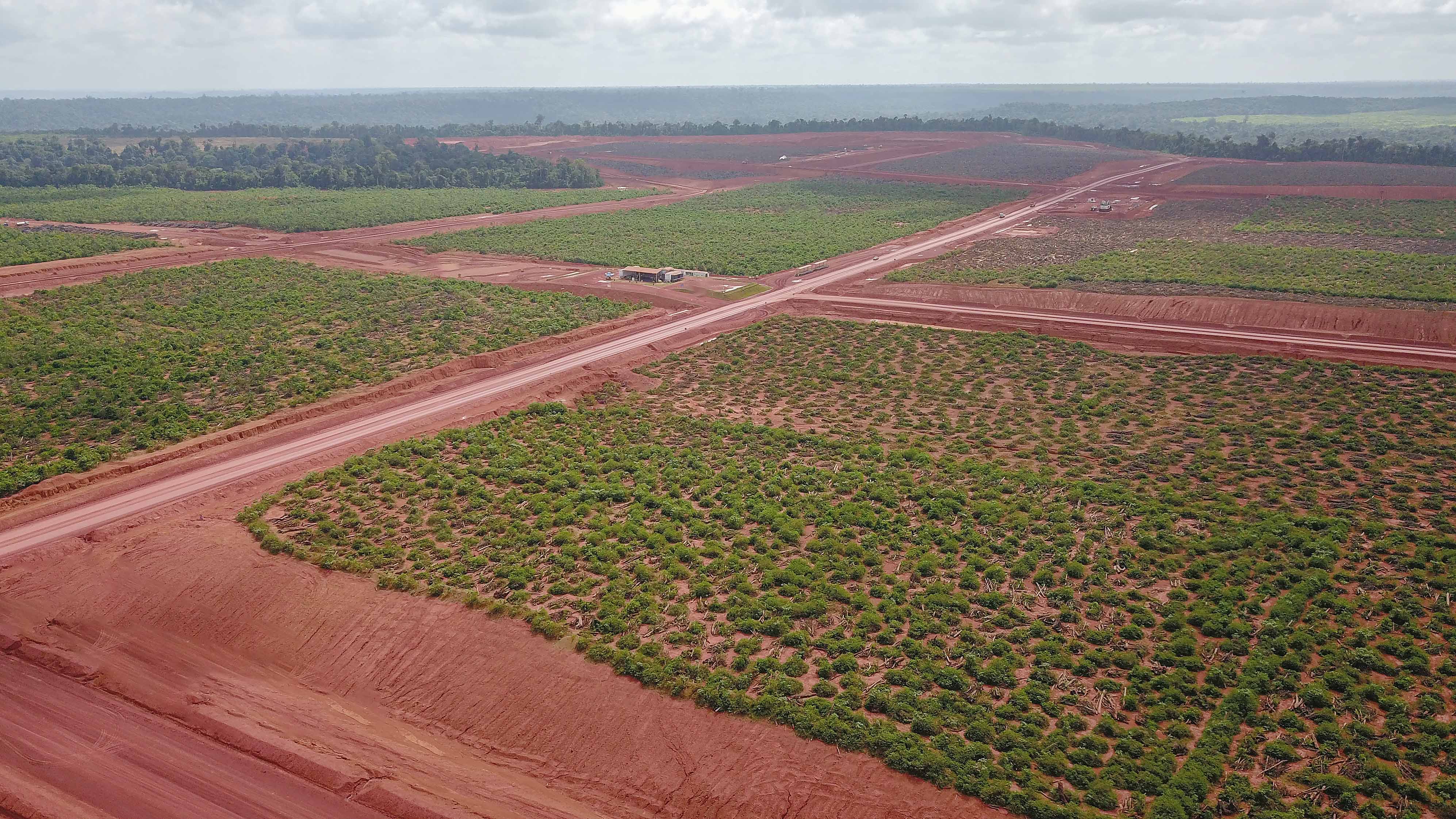 A field of young trees