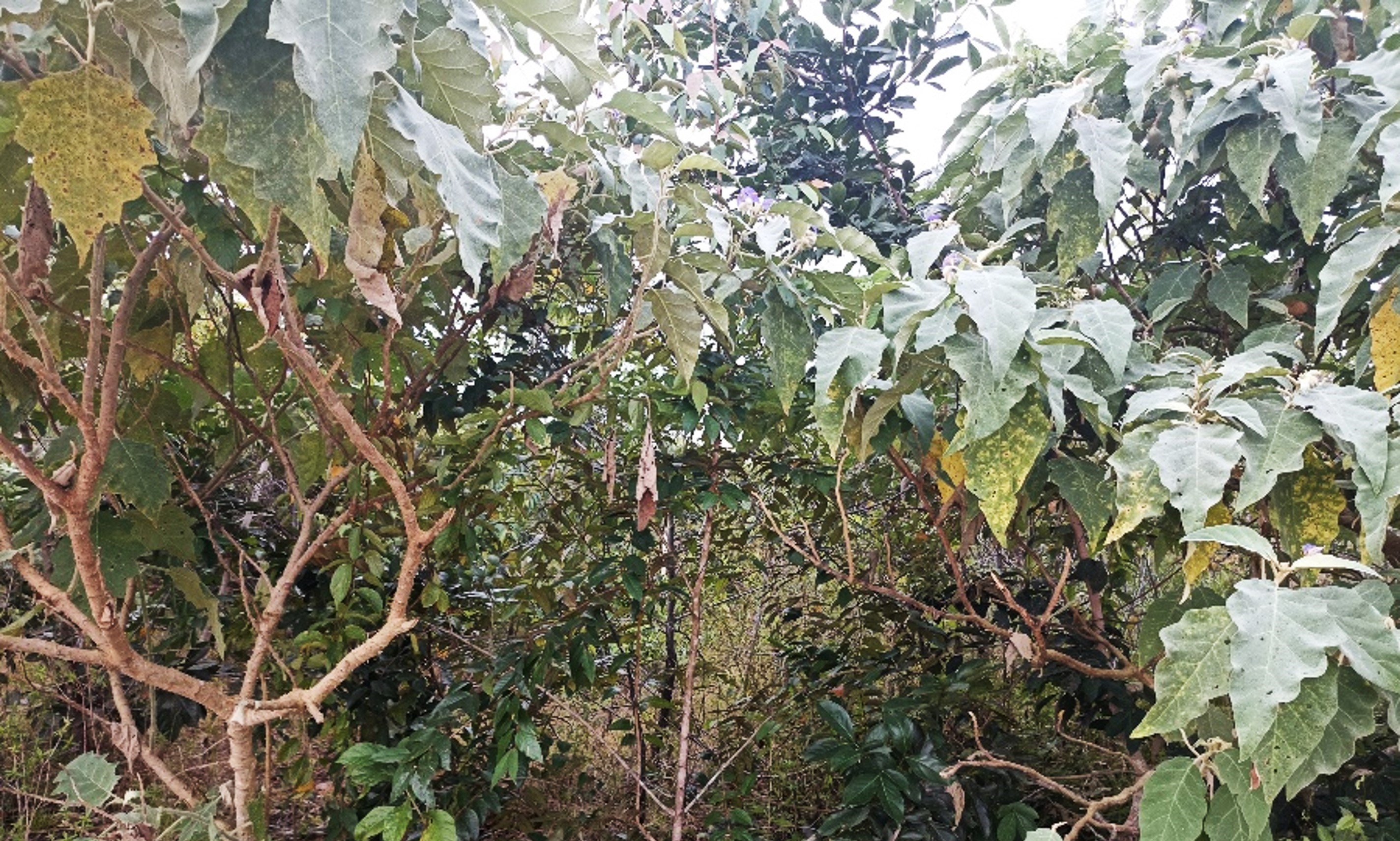 a group of plants with leaves